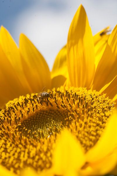 Tournesol par Eric Verhoeven