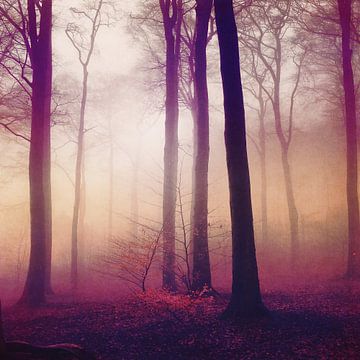 mysts - foggy forest in morning light van Dirk Wüstenhagen