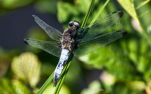 La Libelle bleue