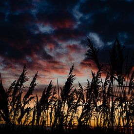 Farbe am Himmel von Lies Callemeyn