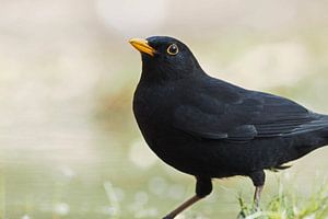 Male blackbird sur Astrid Brouwers