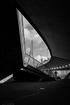 Gerahmter Schwan Rotterdam