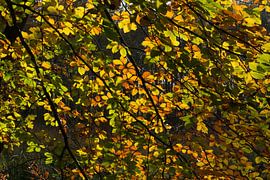 herfts13 van Geertjan Plooijer