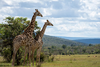     Op Weg door Afrika