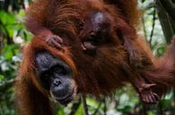 Mère orang-outan avec ses petits - Bukit Lawang, Sumatra, Indonésie par Martijn Smeets Aperçu