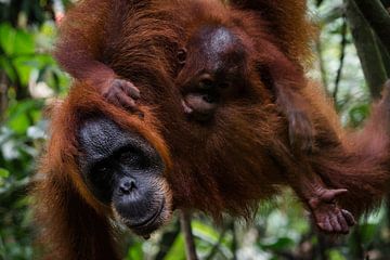 Mother orangutan with young - Sumatra, Indonesia by Martijn Smeets