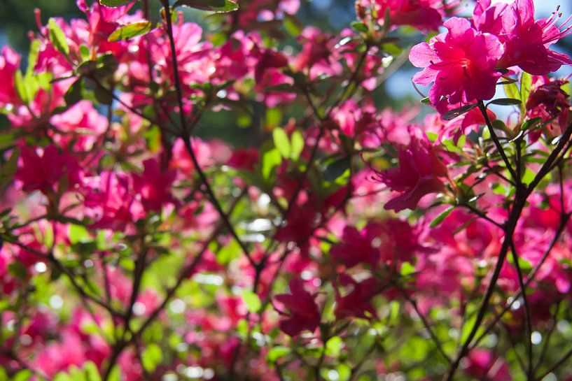 Pink blossom by StudioMaria.nl