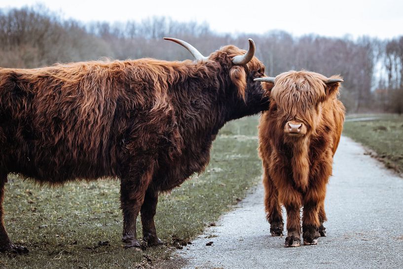 Een kus van moeder - Schotse Hooglanders, Amsterdamse Bos van Photography by Cynthia Frankvoort