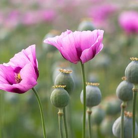 2 pink poppy flowers between seed capsules by Daniela Beyer