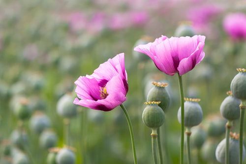 2 pink poppy flowers between seed capsules