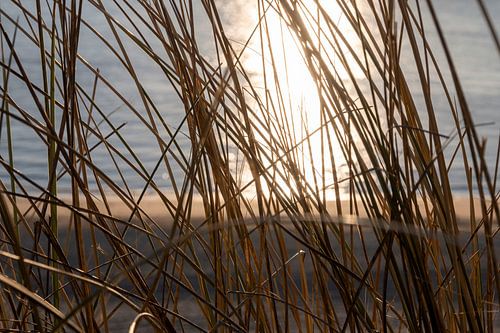 Duingras tijdens zonsondergang. Zon weerkaatst op het water achter het duingras