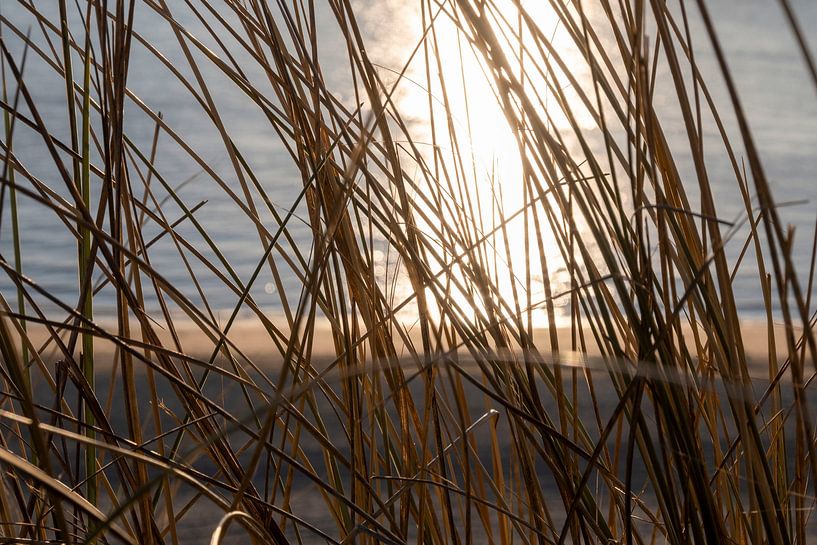 Herbe des dunes au coucher du soleil. Soleil se reflétant sur l'eau derrière l'herbe des dunes. par Loes Uijtdehaag