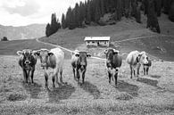 A Colourful Mixture of Alpine Cattle in Black and White by kuh-bilder.de thumbnail