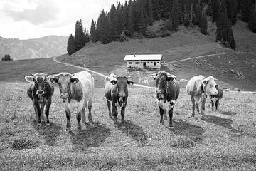 Een kleurrijk mengsel van Alpenvee in zwart en wit van kuh-bilder.de