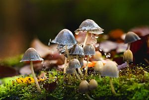 Glänzende Mycena-Pilze in einem Herbstschauer
