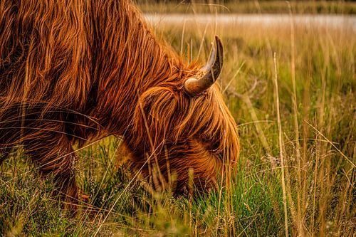 Pâturage des Highlanders écossais
