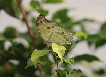 Afrikaanse parelmoervlinder van Matthias Brix