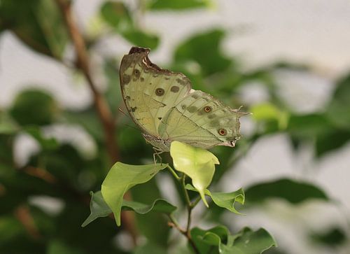 Afrikaanse parelmoervlinder