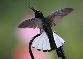 Trauerkolibri (Florisuga fusca) von Beschermingswerk voor aan uw muur