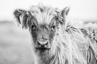 Schotse hooglander op de wadden