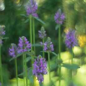 Dream field von ColorsofNaturePhotography Jeanet Groenewoud