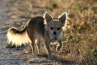 Chihuahua gefotografeerd met tegenlicht