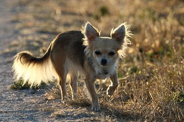 Chihuahua gefotografeerd met tegenlicht van Peter Buijsman