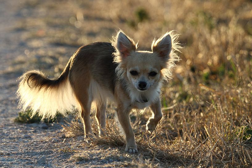 Chihuahua photographed with backlight by Peter Buijsman