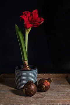 mit roten Amaryllis in einem Blumentopf mit zwei Zwiebeln im Vordergrund