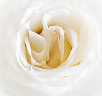 White Rose