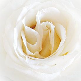 White Rose van Doris Kroos