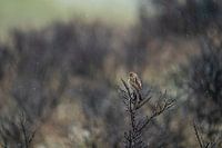 Vogel op tak
