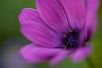 Bloem 5