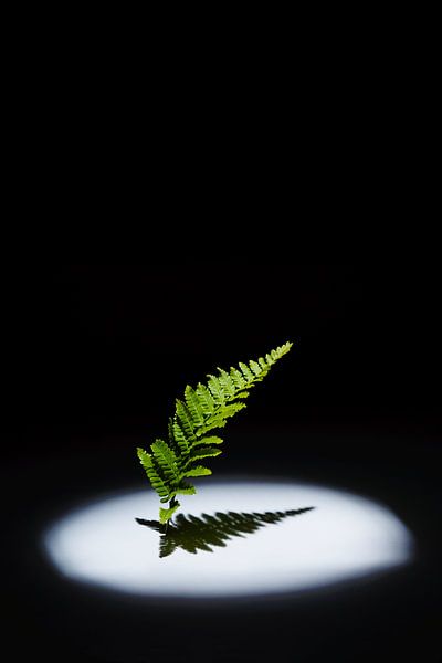 Dryopteris by LANETfotografie