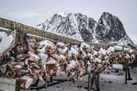 Stokvis in Lofoten