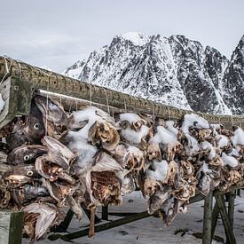 Le stockfish dans les Lofoten sur Heleen Middel