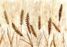 Cornfield by Sandra Steinke