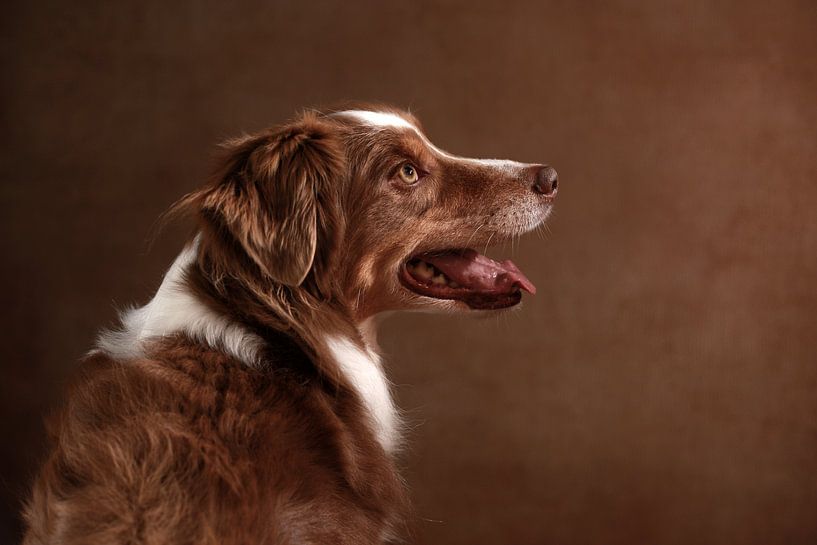 Australian shepherd by Jana Behr