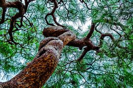 Von unten nach oben dieses sehr alten japanischen Strauchs