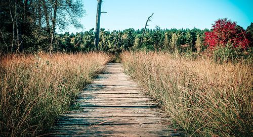 houten pad in het eerderbos in ommen
