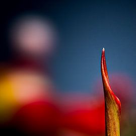 een stukje tulp van Dick Jeukens