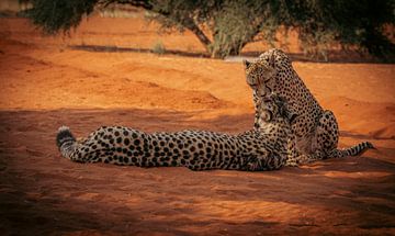 Gepardenpaar in der Kalahari-Wüste Namibias, Afrika von Patrick Groß