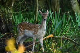 Ree among the woods by Joard van den Ende