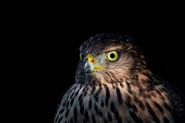 Greifvogel Habicht von Marianne Doornbos-Veenstra