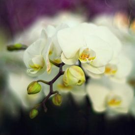 weiße Orchidee von Elle Elskamp
