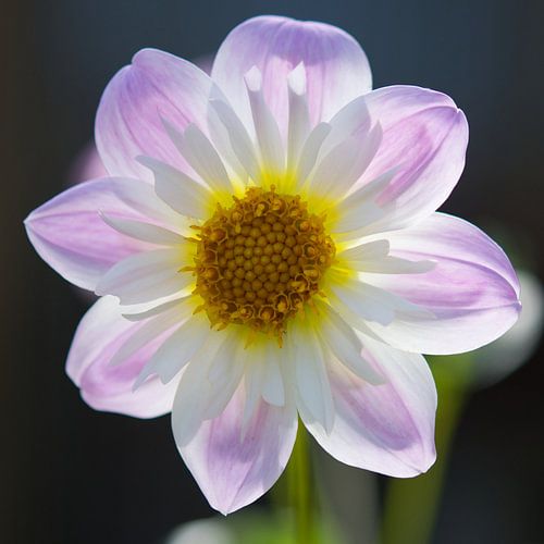 Durchscheinend Dahlie (quadratisches Format)