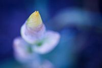 Iris Yellow