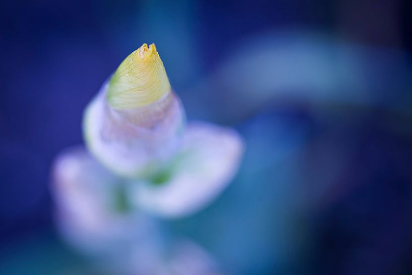 Iris Yellow by Carolin Cohrs