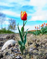 Tulips 2024 (3)