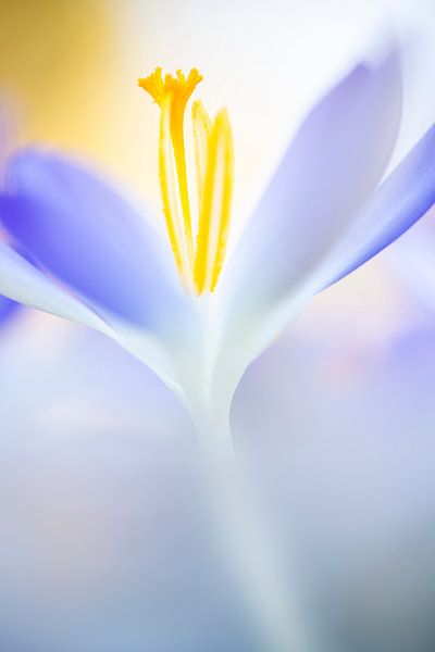 Le crocus, un autre fleuron du printemps - 1 par Danny Budts